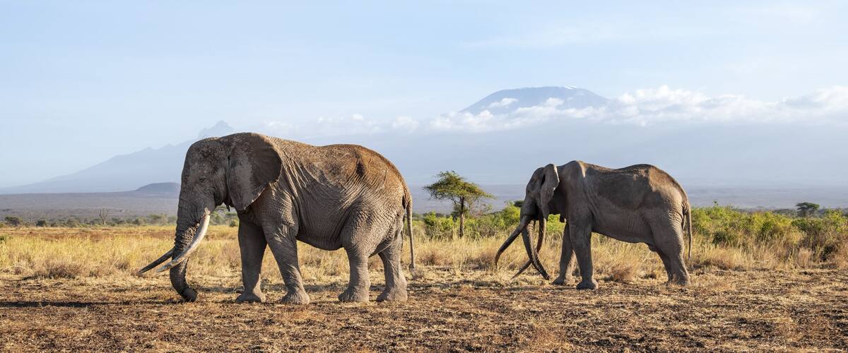Two elephants in a dry grassland with a mountain in the background.