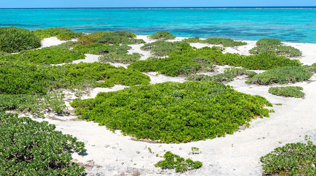 Tropische Insel auf Okinawa, Japan