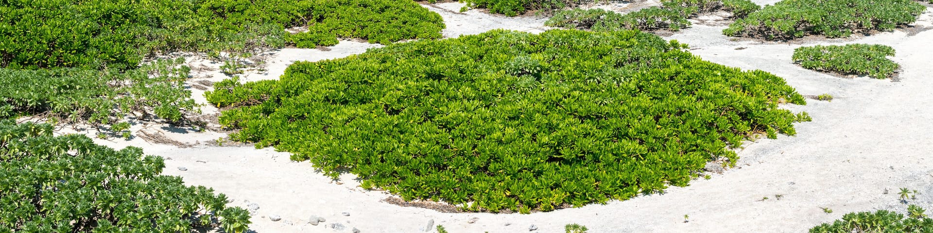 Tropische Insel auf Okinawa, Japan