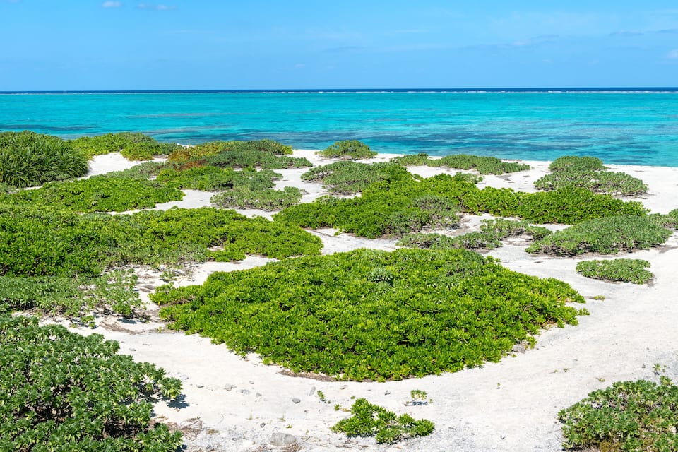 Uma praia com vegetação verde e água azul cristalina.