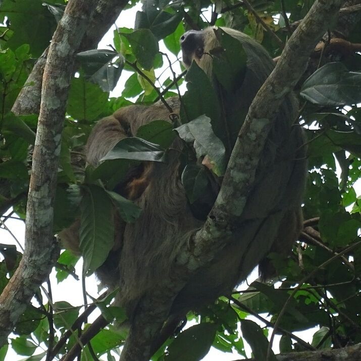 A Hoffmann's two-toed sloth (Choloepus hoffmanni) extremely well camouflaged in the canopy above the Río Frío near the Nicaraguan border in the Caño Negro Wildlife Refuge.