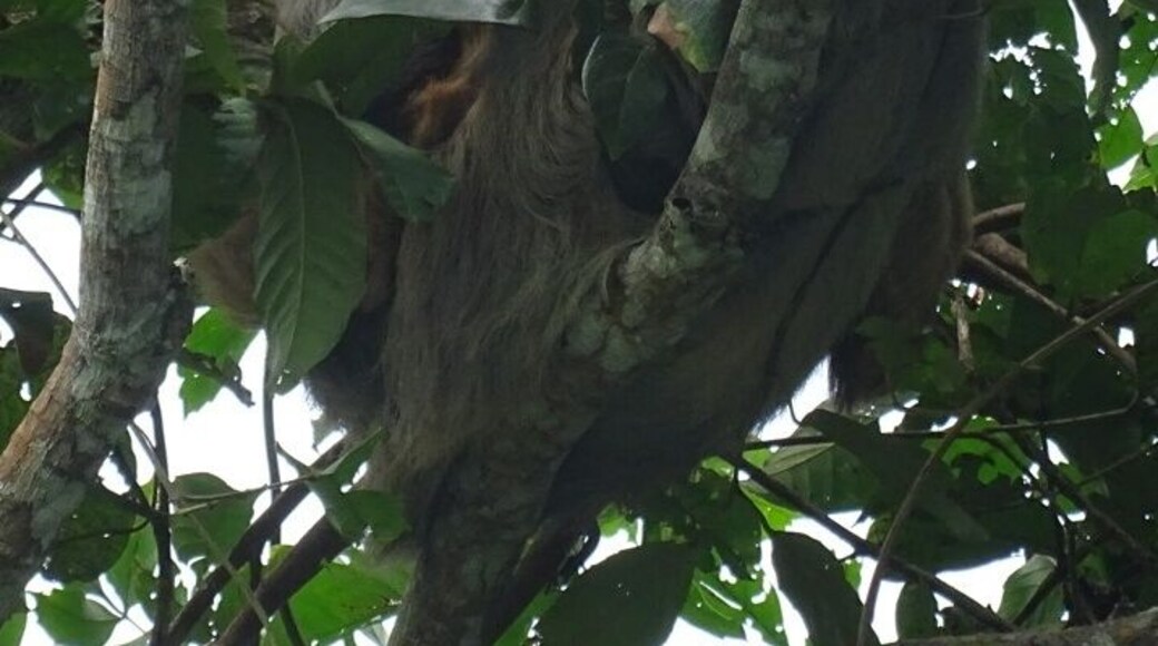 A Hoffmann's two-toed sloth (Choloepus hoffmanni) extremely well camouflaged in the canopy above the RĂo FrĂo near the Nicaraguan border in the Caño Negro Wildlife Refuge.