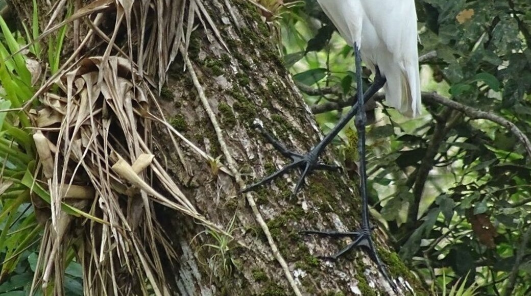 A great egret (Ardea alba) perched along the RĂo FrĂo near the Nicaraguan border in the Caño Negro Wildlife Refuge.