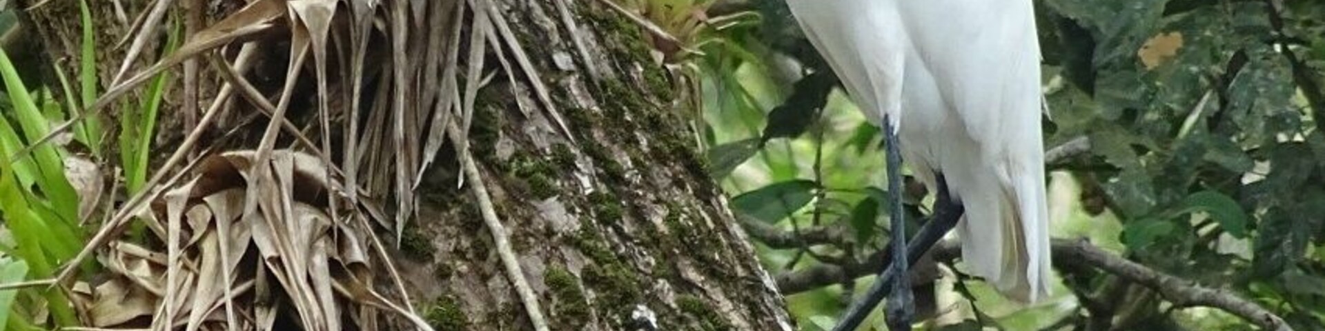 A great egret (Ardea alba) perched along the Río Frío near the Nicaraguan border in the Caño Negro Wildlife Refuge.