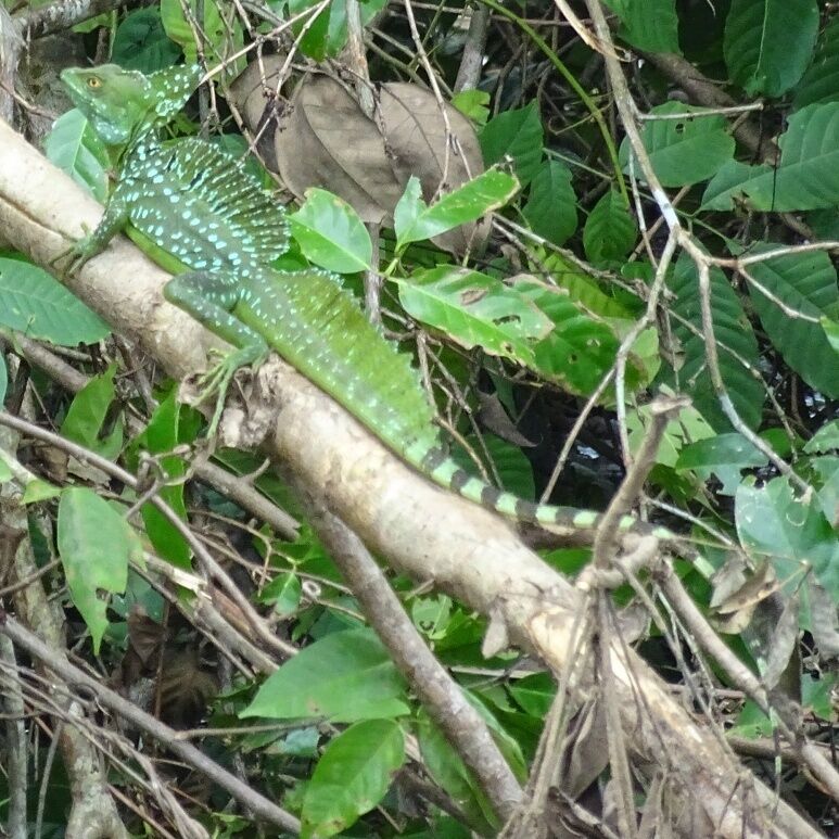 When not busy performing the miracle of walking on water, the Jesus Lizard or the emerald basilisk (Basiliscus plumifrons) likes to soak up the sun along the Río Frío near the Nicaraguan border in the Caño Negro Wildlife Refuge.