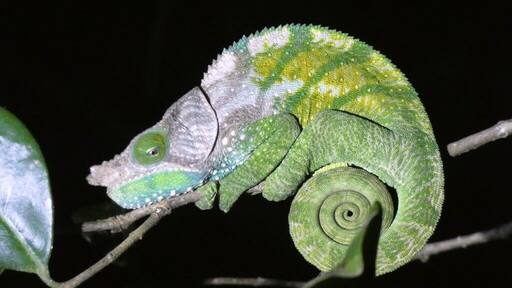 #LifeAtExpediaGroup
On our nightwalk in Ranomafana, blending into the forest. Hard to spot but think he saw us first.