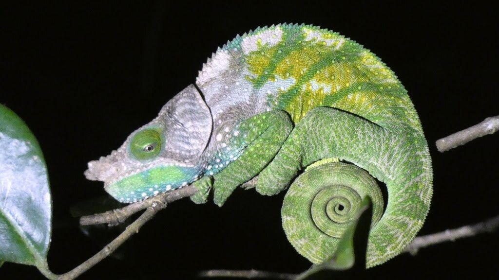 A chameleon with green and yellow coloration, resting on a branch.