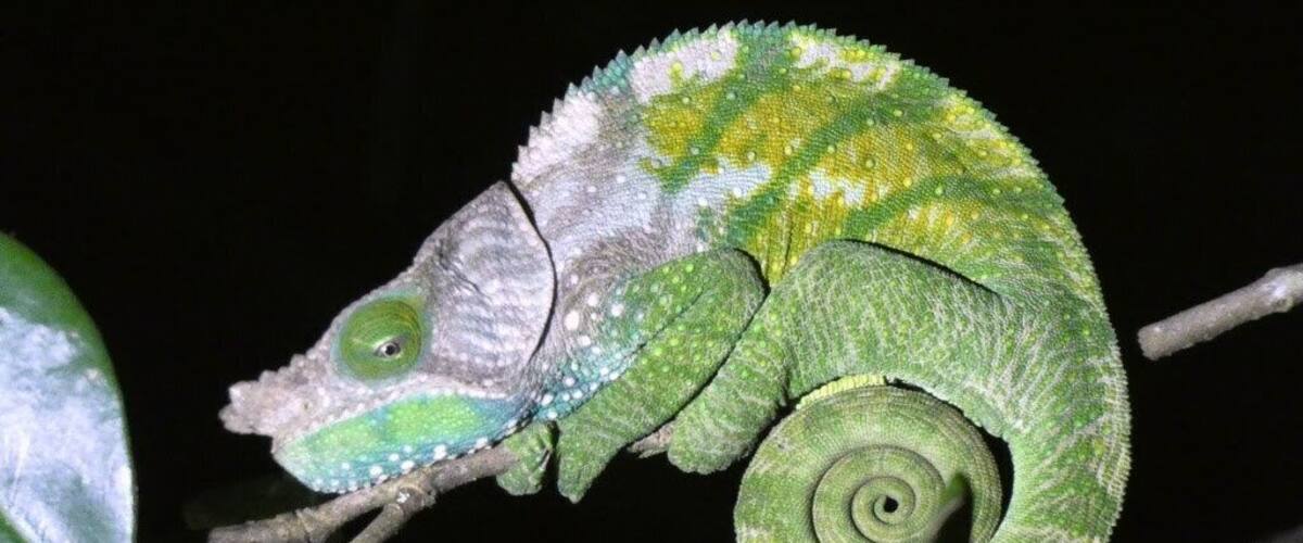 A chameleon with green and yellow coloration, resting on a branch.