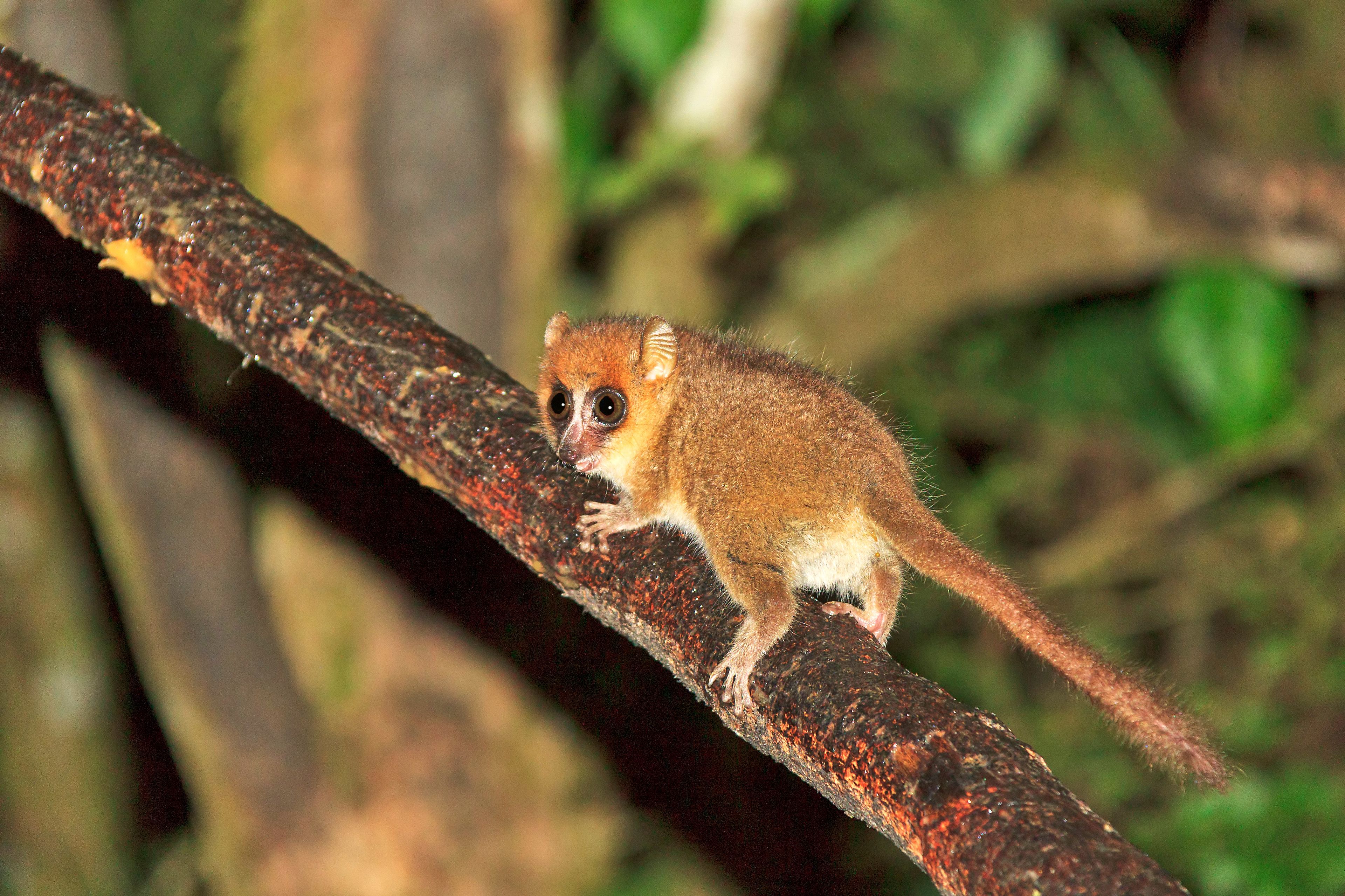 The brown mouse lemur (Microcebus rufus) at night in Ranomafana national park, Madagascar 