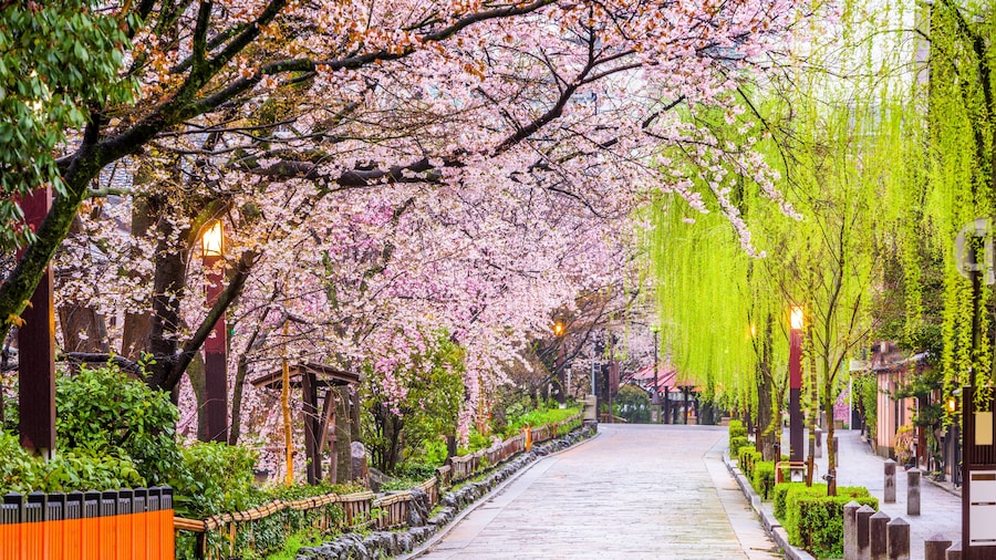 Gion Shirakawa, Kyoto, Japan in spring.