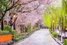 Gion Shirakawa, Kyoto, Japan in spring.