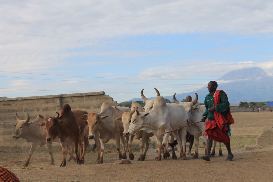 Quite a treck out of the city and into the Masai tribal lands, but worth the long dala ride. Don't miss this cultural center that also houses some of the more deadly residents of Tanzania, such as the black mamba.