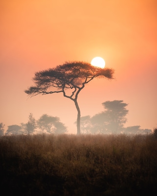 A solitary tree silhouetted against a sunset with a clear sky.