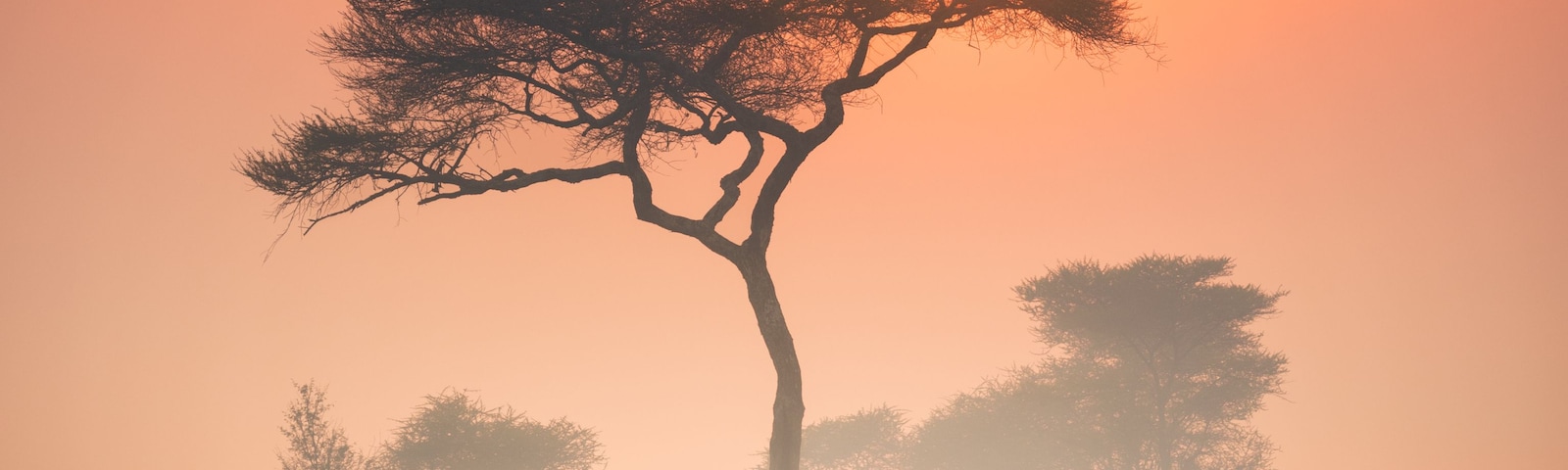 A solitary tree silhouetted against a sunset with a clear sky.