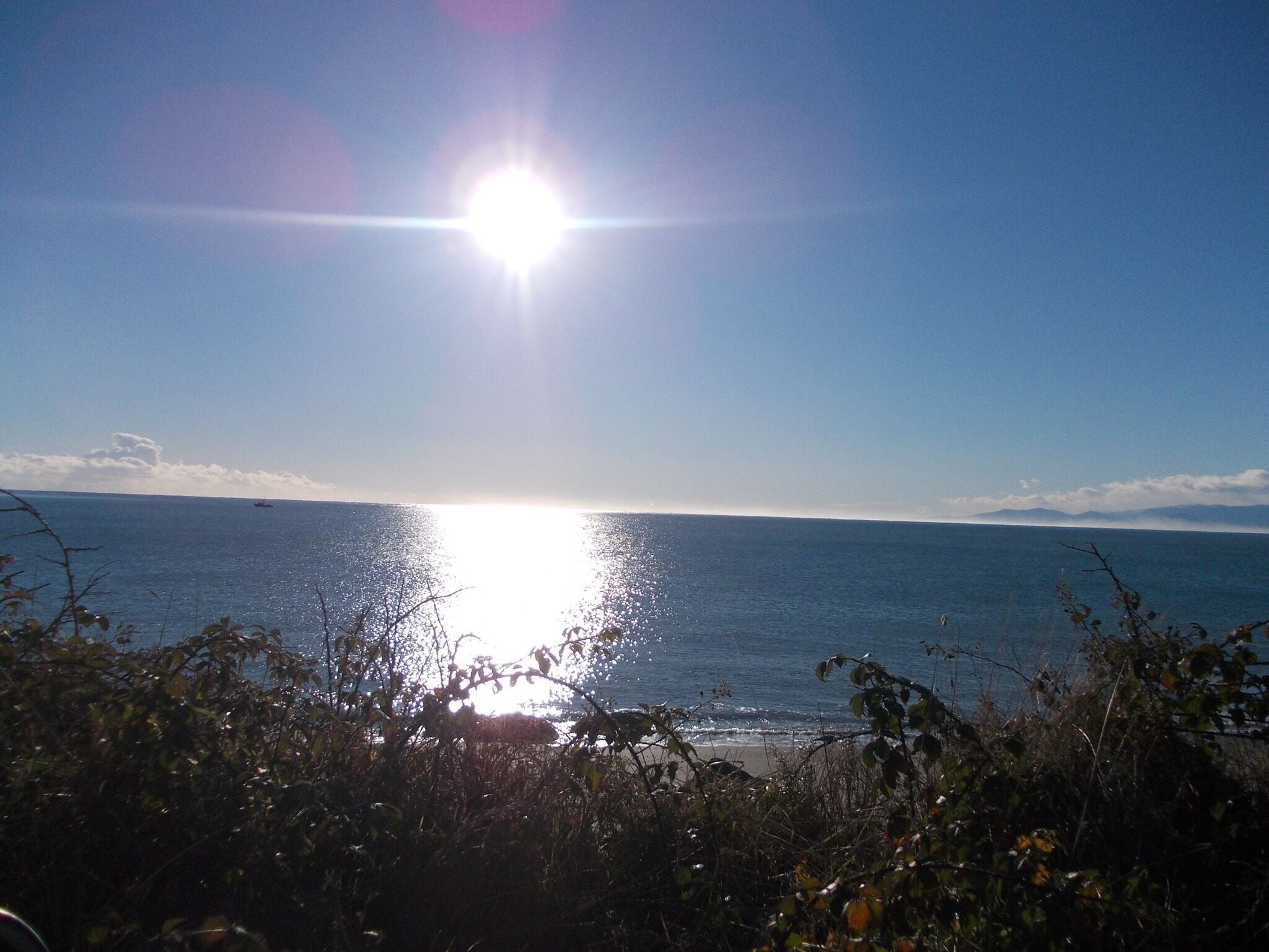 Looking for some penguins!  