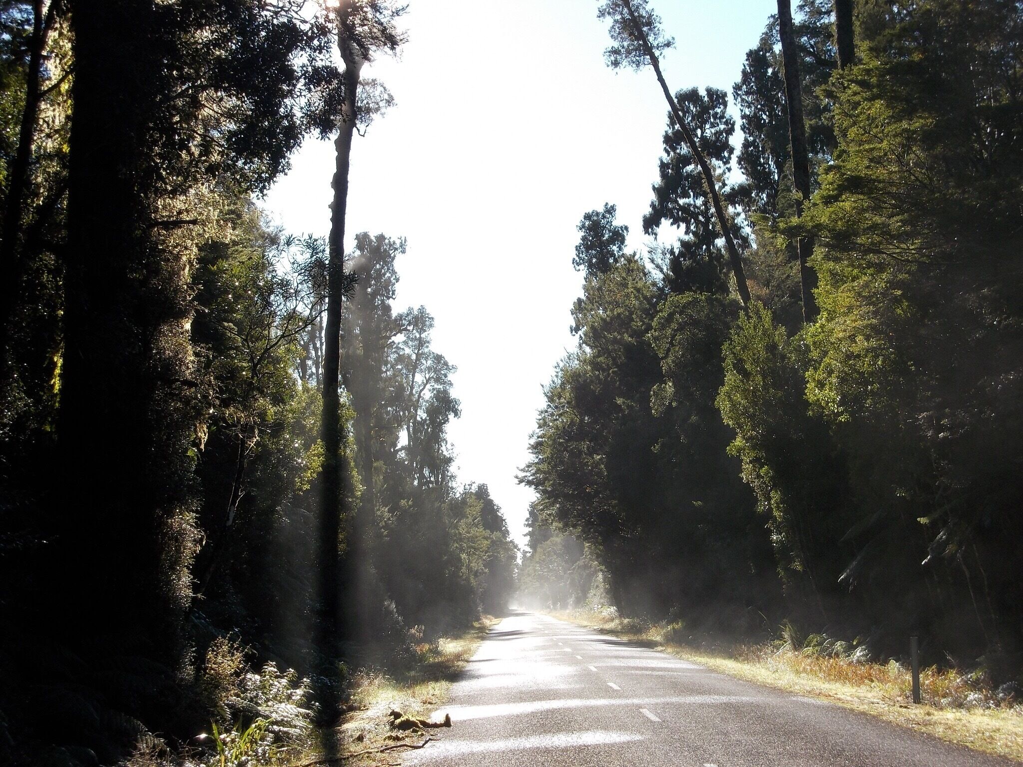 On the way back to Haast. The road is magical!