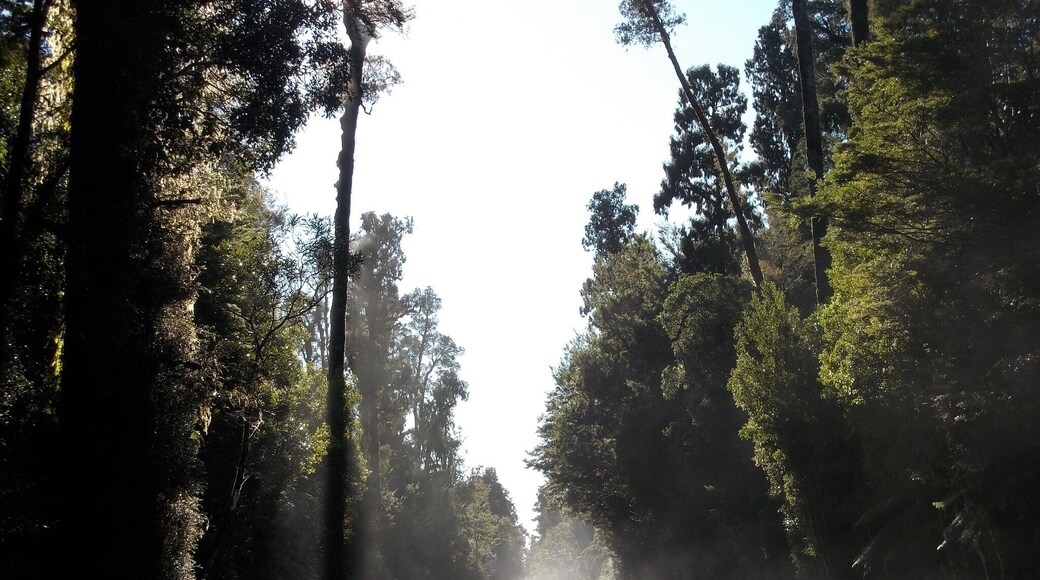 On the way back to Haast. The road is magical!