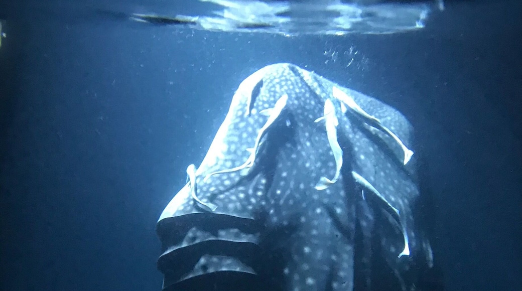 Until 2008, the Maldives were known as a super luxury honeymoon destination. By taking advantages of guest houses and local ferries, it has since been easier than ever to visit on a budget. Madifushi is one of the best places to snorkel with whale sharks in the wild. #BVSBlue