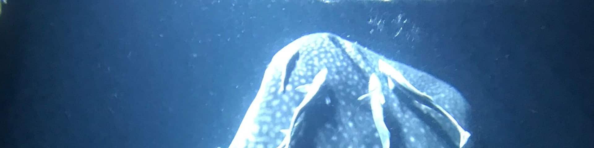 Until 2008, the Maldives were known as a super luxury honeymoon destination. By taking advantages of guest houses and local ferries, it has since been easier than ever to visit on a budget. Madifushi is one of the best places to snorkel with whale sharks in the wild. #BVSBlue