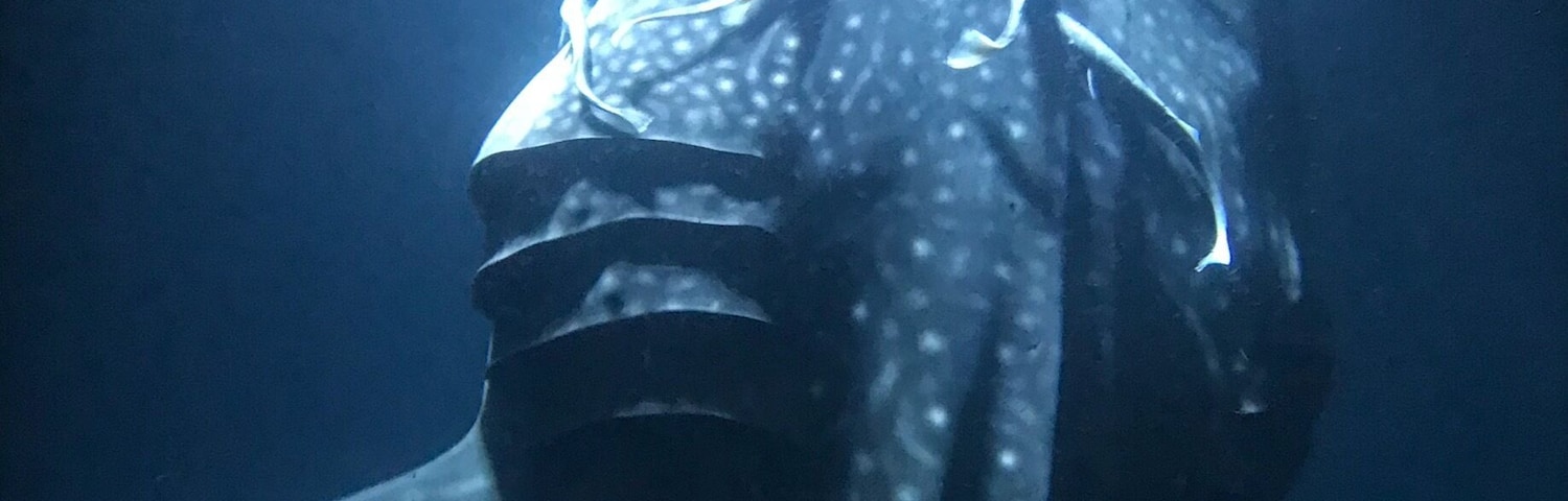 Until 2008, the Maldives were known as a super luxury honeymoon destination. By taking advantages of guest houses and local ferries, it has since been easier than ever to visit on a budget. Madifushi is one of the best places to snorkel with whale sharks in the wild. #BVSBlue