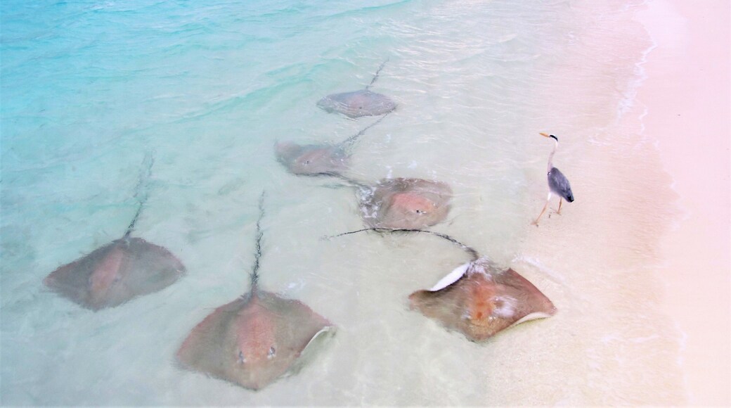 Stingray pet of sun island resort.