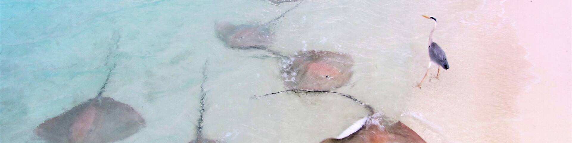 Stingray pet of sun island resort.