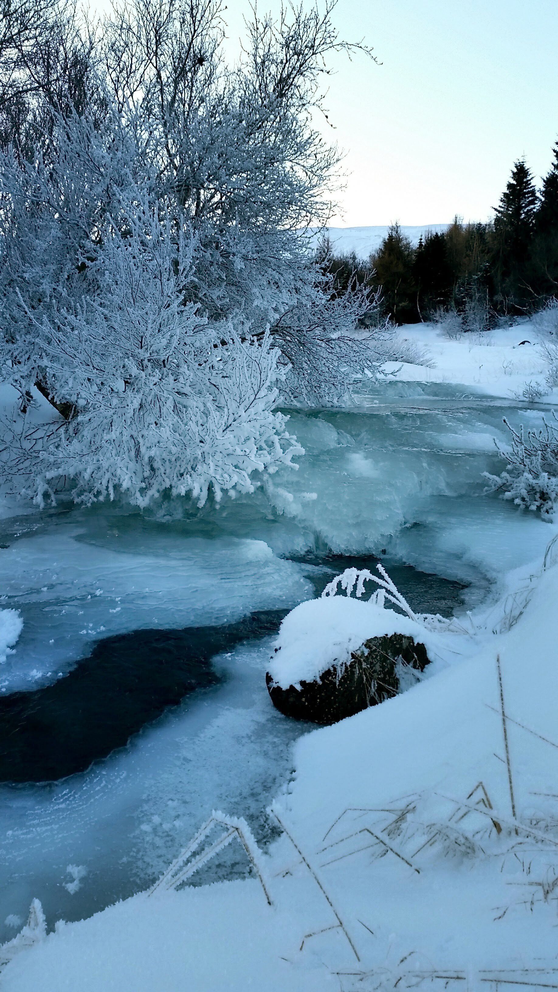A small forest area in Sauðárkrókur frozen under a blanket of snow. 
Iceland 🇮🇸
#Outdoors
#Iceland