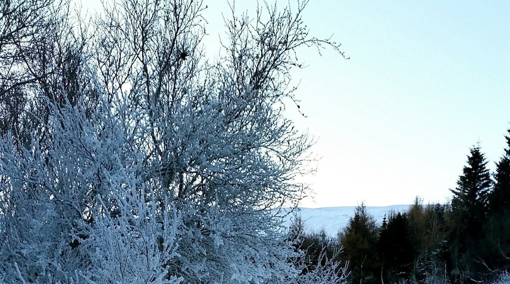 A small forest area in Sauðárkrókur frozen under a blanket of snow.
Iceland 🇮🇸
#Outdoors
#Iceland