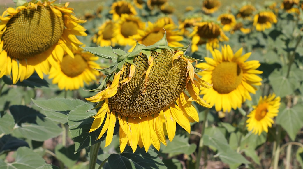 On our way to Greece we have found this amazing sunflower field near Hotel Romantik in North Macedonia!
I thank the nature for this beautiful pose of this Sunflower.
#nature photoes contest