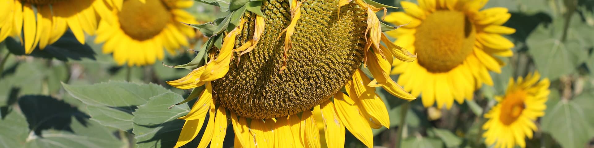 On our way to Greece we have found this amazing sunflower field near Hotel Romantik in North Macedonia!
I thank the nature for this beautiful pose of this Sunflower.
#nature photoes contest