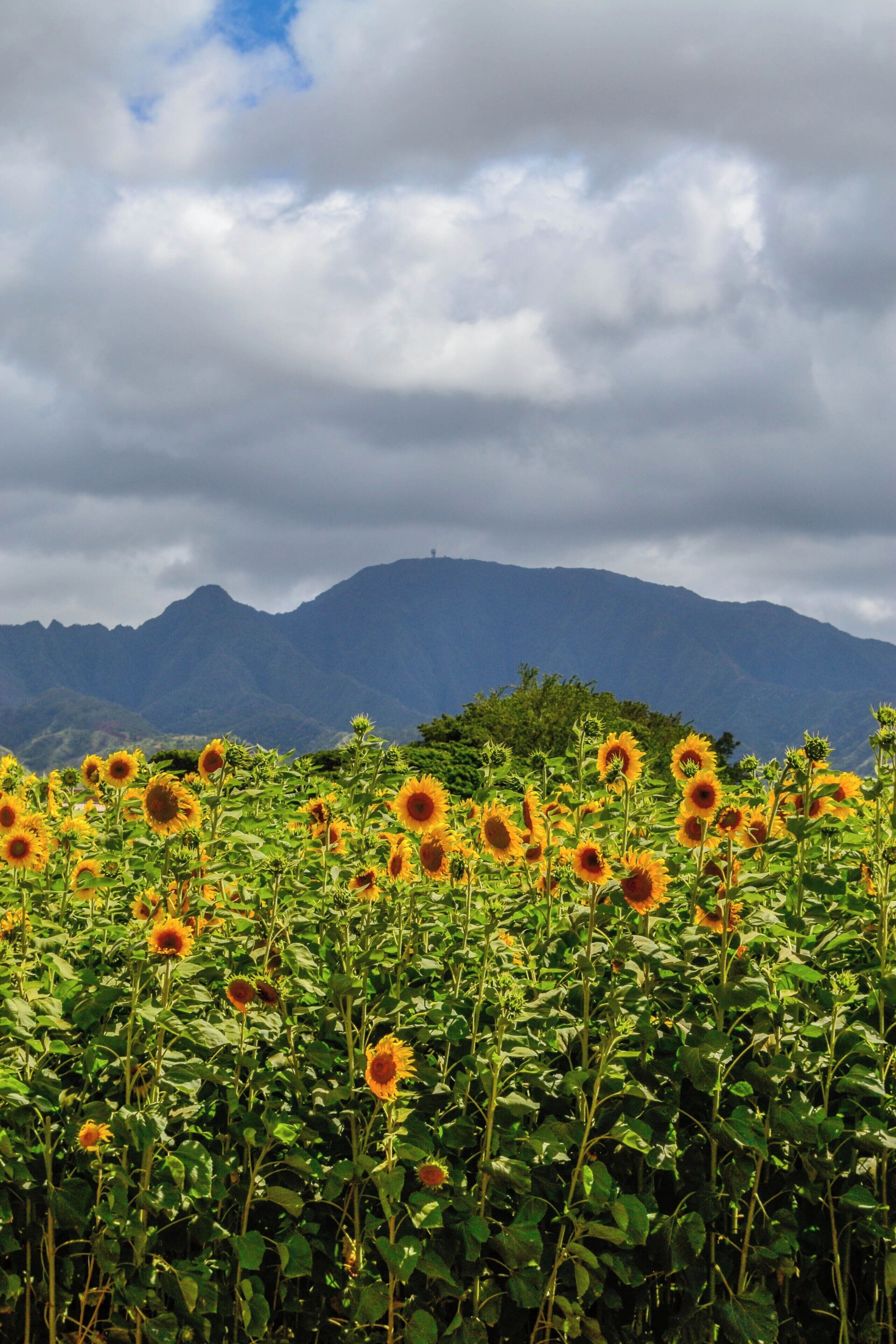 Every few years these beauties grow on the North Shore of Oahu.

#sunflowers
#wailua
#northshore
#oahu
#hawaii
#flowers
#lifeatexpedia
#likealocal