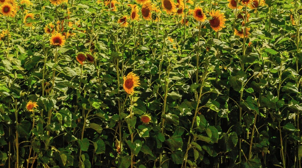 Every few years these beauties grow on the North Shore of Oahu.
#sunflowers
#wailua
#northshore
#oahu
#hawaii
#flowers
#lifeatexpedia
#likealocal