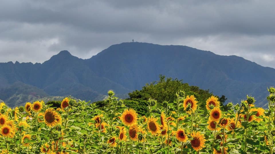 Every few years these beauties grow on the North Shore of Oahu.
#sunflowers
#wailua
#northshore
#oahu
#hawaii
#flowers
#lifeatexpedia
#likealocal