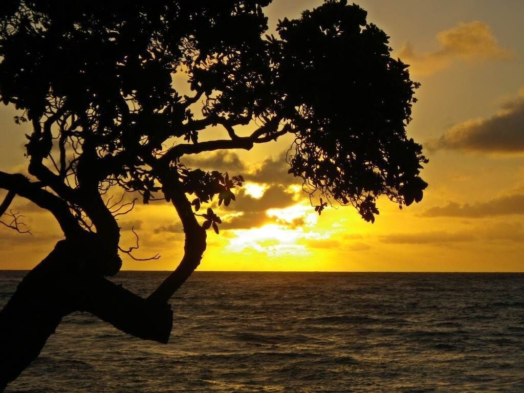 A tree silhouetted against a sunset over the ocean.