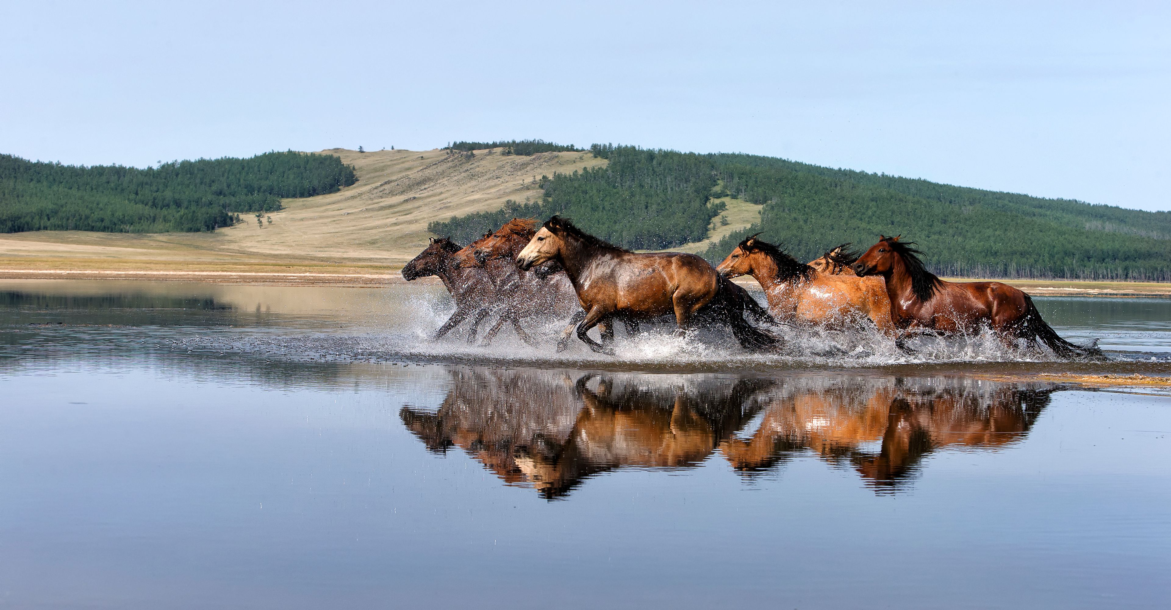 A group of horses running through a shallow body of water with a forested hill in the background.