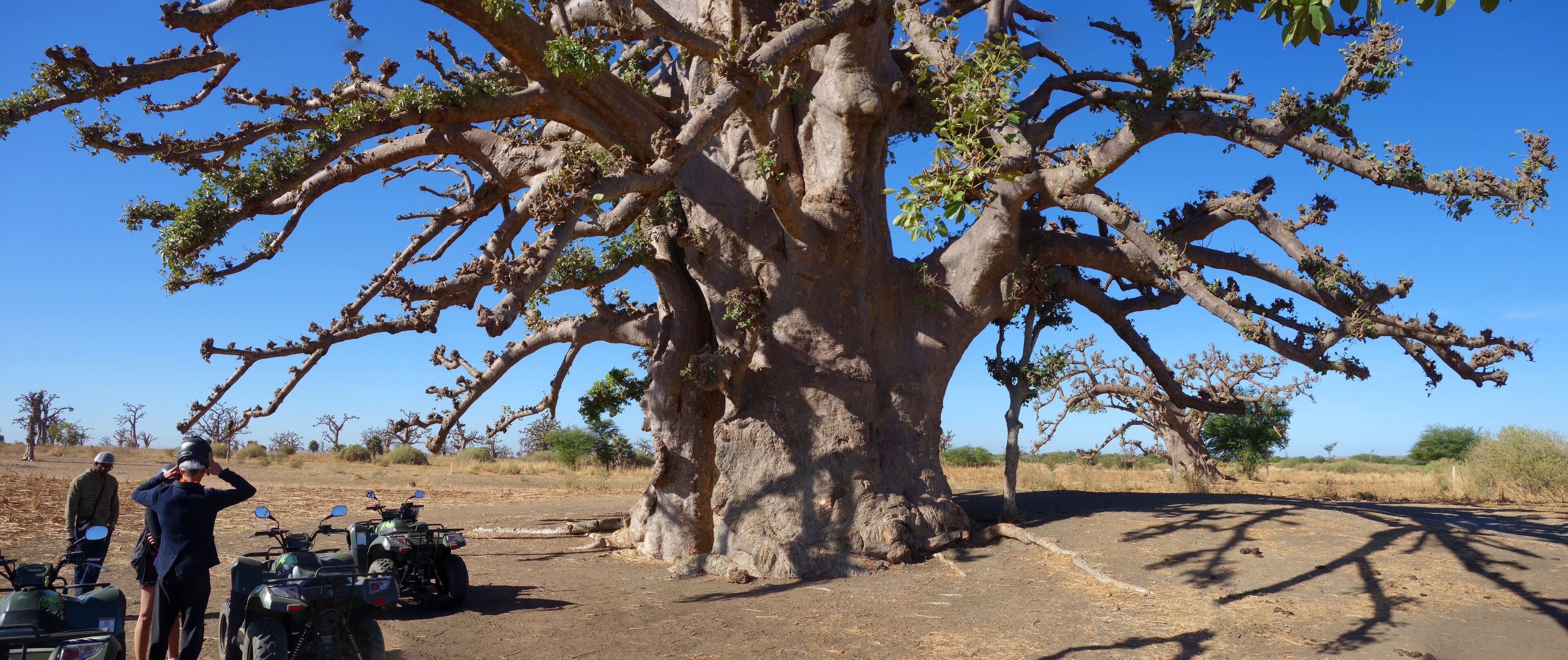 Arrêt devant un baobab sacré dans la savane africaine