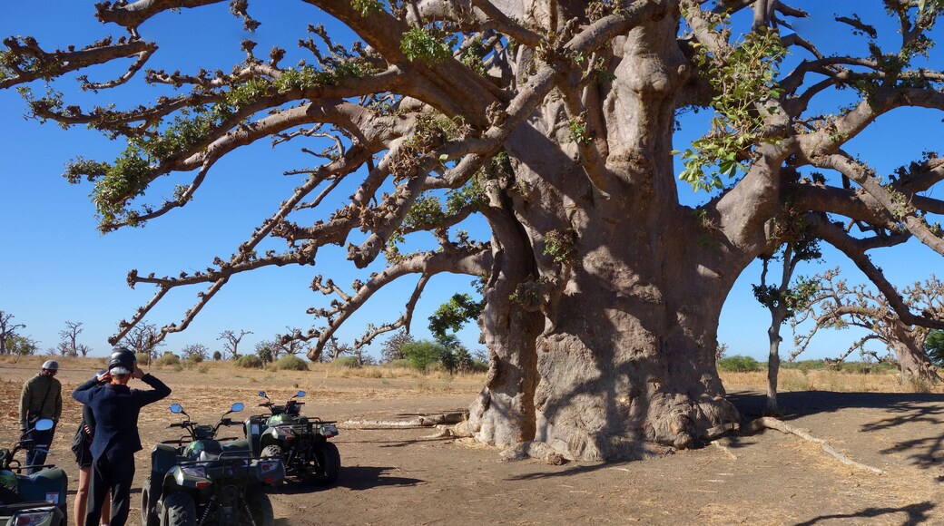 Arrêt devant un baobab sacré dans la savane africaine
