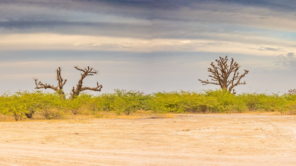 Tree of baobab