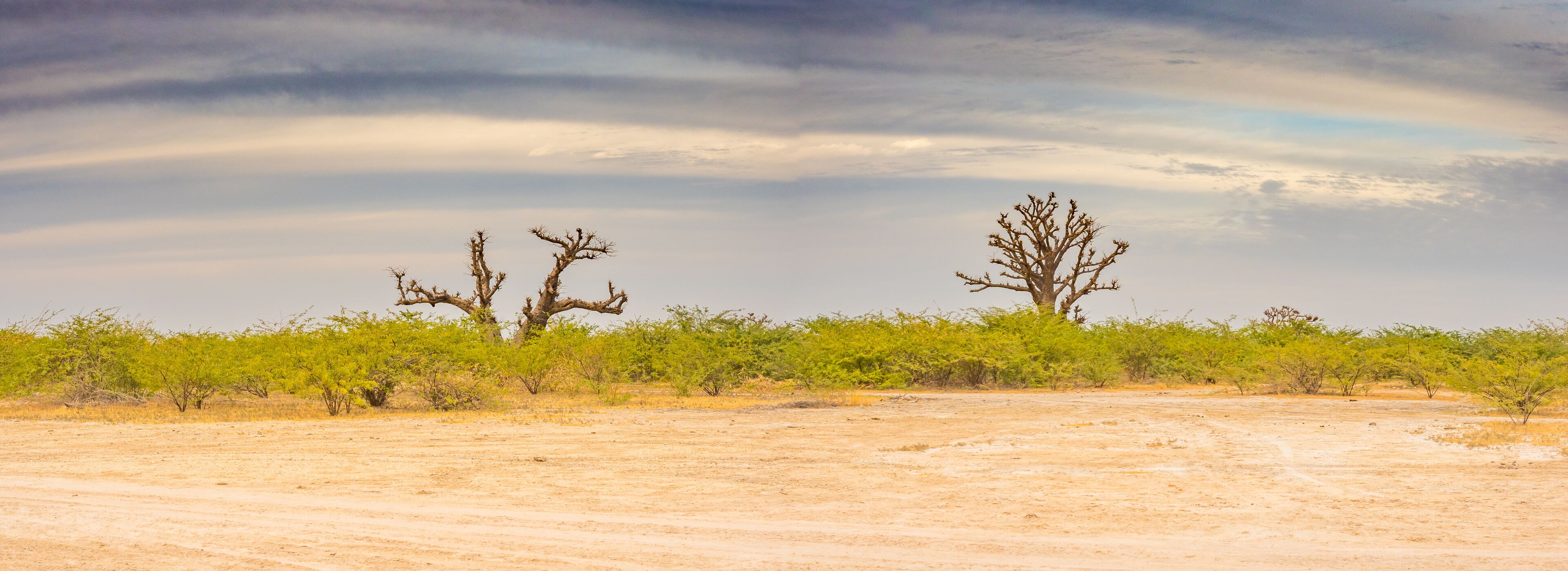 A desert landscape with sparse vegetation, including a few trees and bushes.