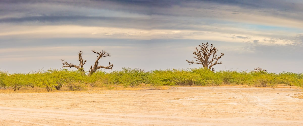 A desert landscape with sparse vegetation, including a few trees and bushes.