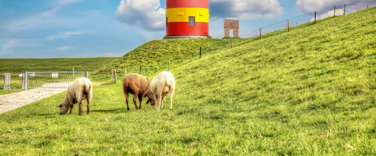 A red and yellow lighthouse on a grassy hill with sheep grazing nearby.