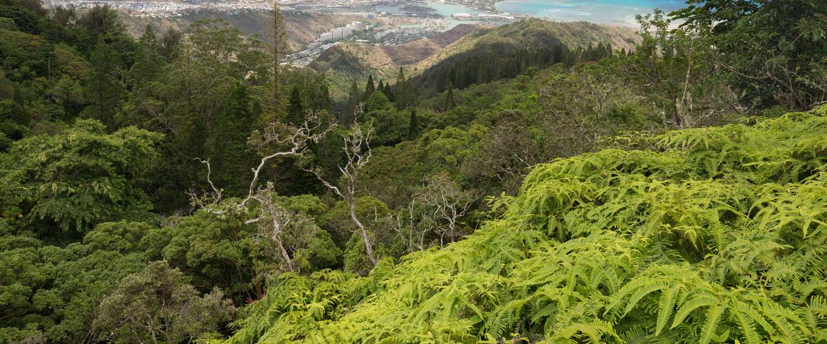 A lush green landscape with a mountain, a coastal town, and a beach.