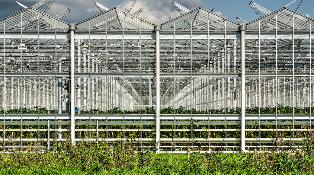 View with a diminishing perspective into a large greenhouse complex in Lansingerland, The Netherlands