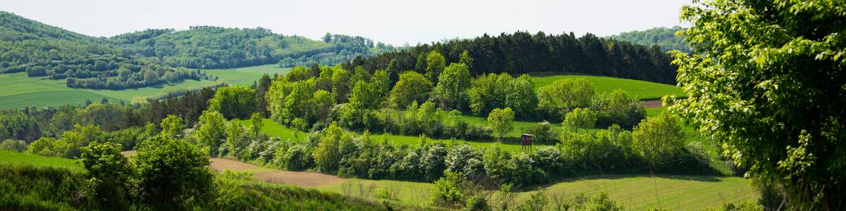 green landscape in austria weinviertel