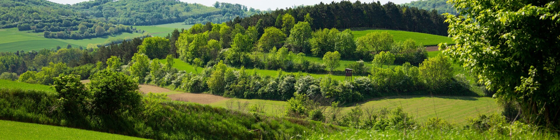 green landscape in austria weinviertel