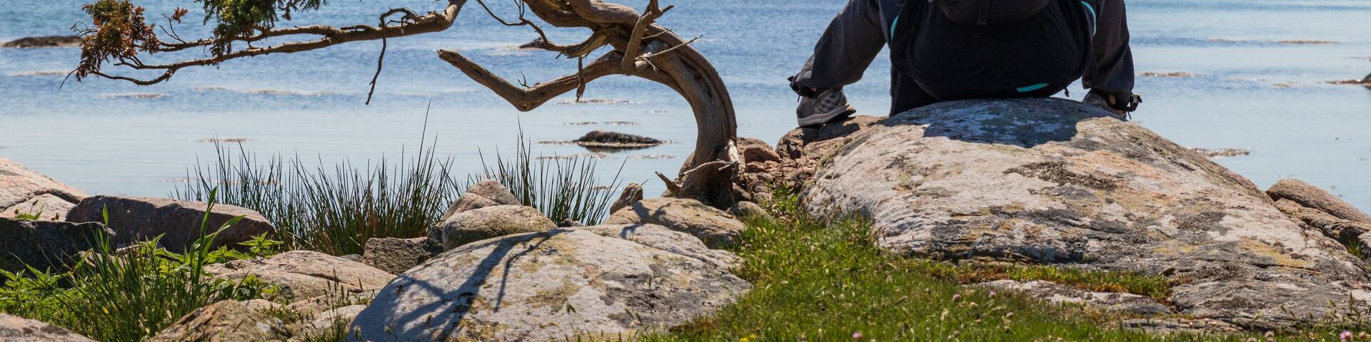A person sitting on a rock by the sea with a tree in the foreground.