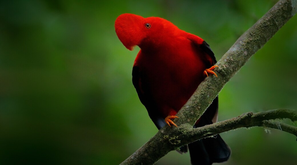Cock-of-The-Rock, Rupicola peruvianus, red bird with fan-shaped crest perched on branch in its typical environment of tropical rainforest, Ecuador. Bird pair love, wildlife nature.