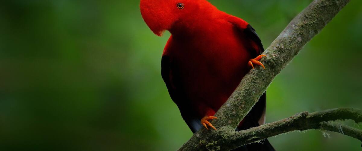 Cock-of-The-Rock, Rupicola peruvianus, red bird with fan-shaped crest perched on branch in its typical environment of tropical rainforest, Ecuador. Bird pair love, wildlife nature.