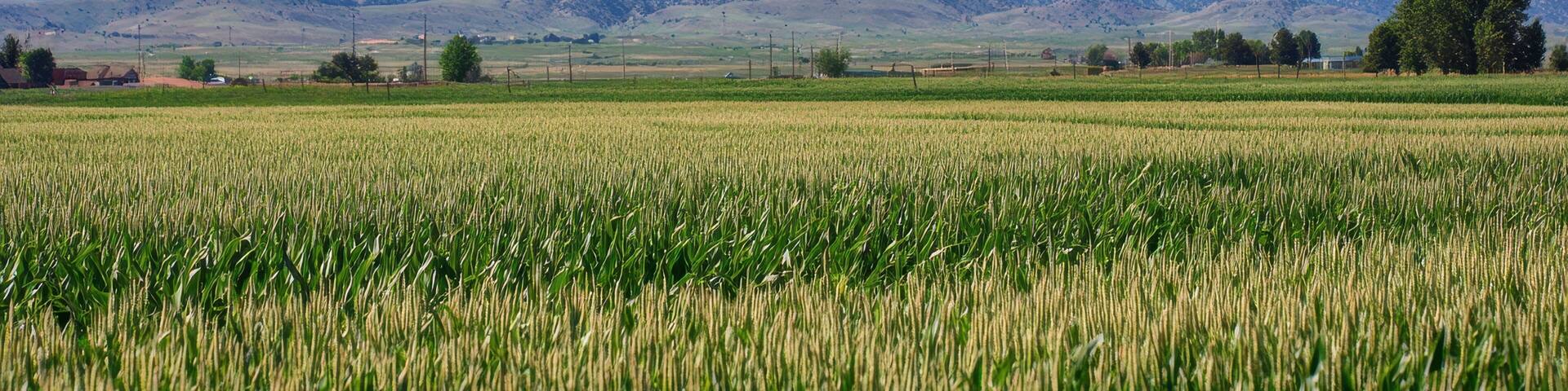 Weld County Colorado. Longs Peak Corn Field - Spring view of front range and Long's Peak