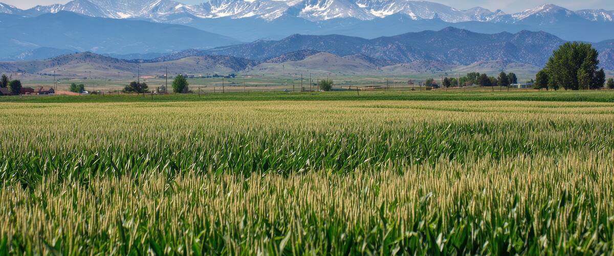 A field of crops with a mountain range in the background.
